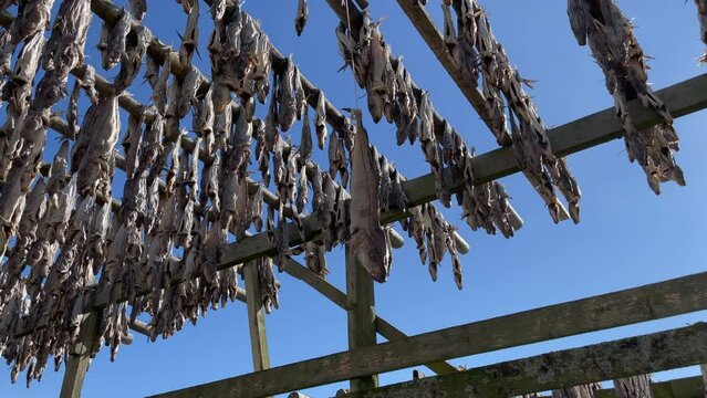 Close up shot of moving dry fish in the wind hanging on a rope from wooden racks in Lofoten Islands, 4k