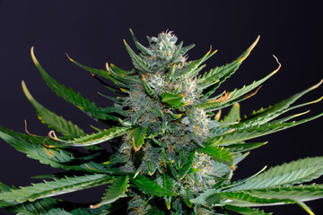 Blooming cannabis bud with glandular trichomes and brown stigmas. Fresh CBD marijuana plant...