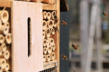 mason bees