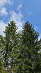 Deux sapins en forêt. 