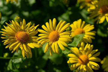 Flowers of yellow chamomile.Natural background.
