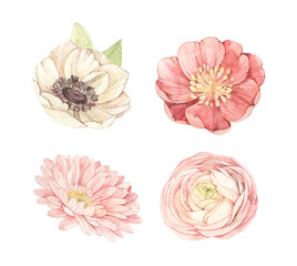 Vector watercolor illustrations - gentle flowers. Botanical design elements with Ranunculus, anemone, gerberas. Perfect for wedding invitations, packages, save the date