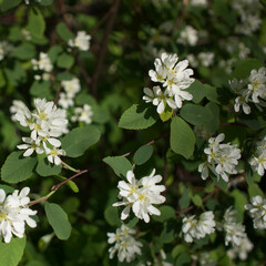 Dramatic White Flowers