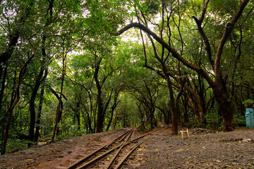 rail track in the forest