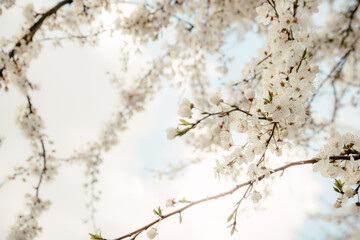 Wild cherry flowers blooming in spring. Wild cherry blossoms with white flowers against a blue sky. Delicate flowers of wild cherry