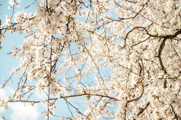 Wild cherry flowers blooming in spring. Wild cherry blossoms wit