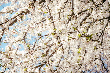 Wild cherry flowers blooming in spring. Wild cherry blossoms wit