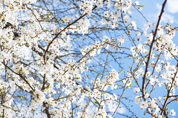 Wild cherry flowers blooming in spring. Wild cherry blossoms wit