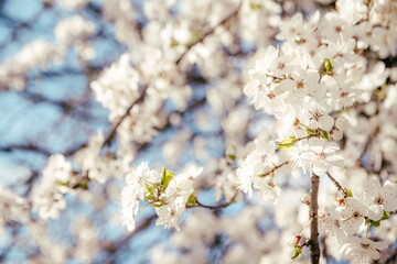 Wild cherry flowers blooming in spring. Wild cherry blossoms wit