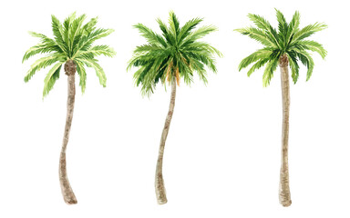 Image of palm trees on a white background, watercolor © ElenaDoroshArt