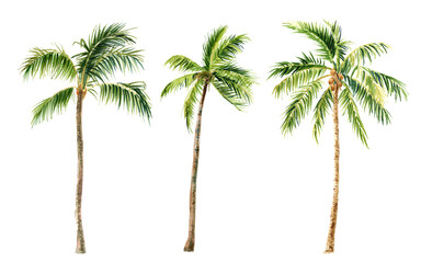 Image of palm trees on a white background, watercolor - obrazy, fototapety, plakaty