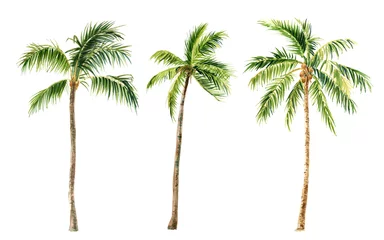 Poster Afbeelding van palmbomen op een witte achtergrond, aquarel © ElenaDoroshArt