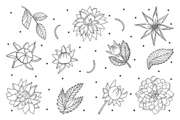 Set of fresh doodle flower peony elements in doodle style on white background for beauty design and postcard decoration.