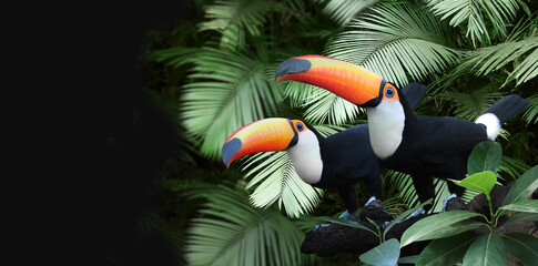 Horizontal banner with two beautiful colorful toucan birds on a branch in a rainforest