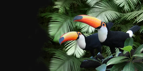 Papier Peint photo Toucan Bannière horizontale avec deux beaux oiseaux toucan colorés sur une branche dans une forêt tropicale
