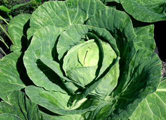 Fototapeta premium Fresh cabbage on farm. Harvest of organic cabbage