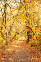 Fototapeta premium Calm fall season. Beautiful landscape with road in autumn forest. Maples trees with yellow and orange leaves