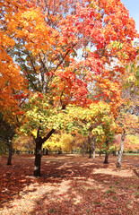 Calm fall season. Beautiful landscape with maple trees in autumn park