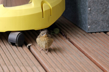 junges rotkehlchen versteckt sich auf einem balkon