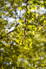 Ginkgo leaves