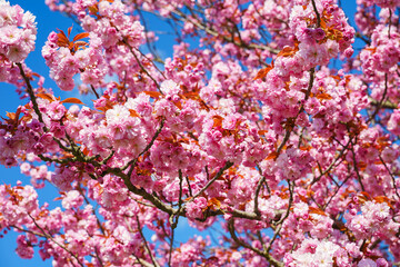 pink cherry blossom