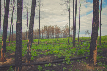 New green growth in a wildfire burned forest in Starosel, Bulgaria