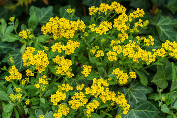 Basket of Gold Flower Seeds