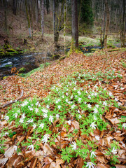 Signs of Spring - Frühlingszeichen