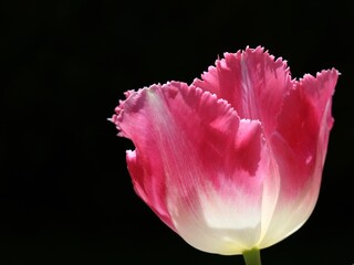 Pink tulip with fringed petals against plain black background with copyspace