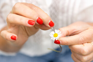 Hands of woman plucking petal from daisy flower