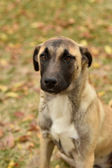 nice looking stray dog