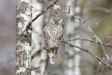 Ural owl on birch tree, forest panorama