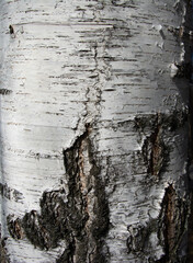 Bark pattern is seamless texture from tree. Silver birch tree trunk