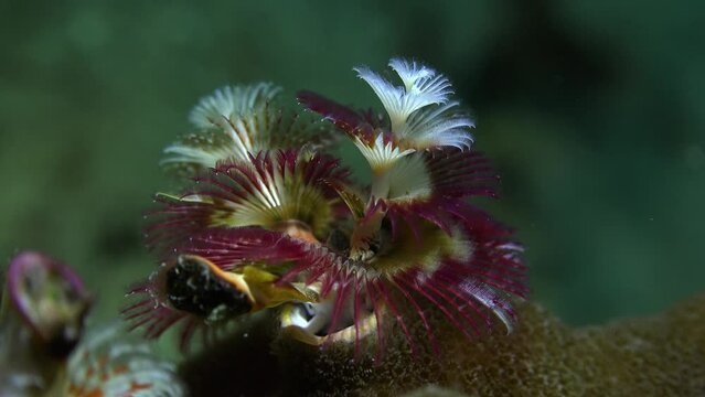 Colorful Christmas Tree Worm close up on tropical coral reef