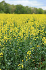 Obraz premium agricultural field, yellow rapeseed field