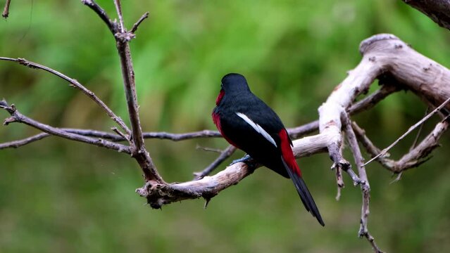 Seen from its back looking forward and around, Black-and-red Broadbill, Cymbirhynchus macrorhynchos, Kaeng Krachan National Park, Thailand.