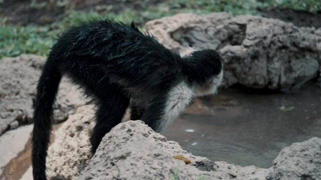 A Young White-Faced Capuchin Monkey Drinking And Washing Hands In A Pond. - Handheld
