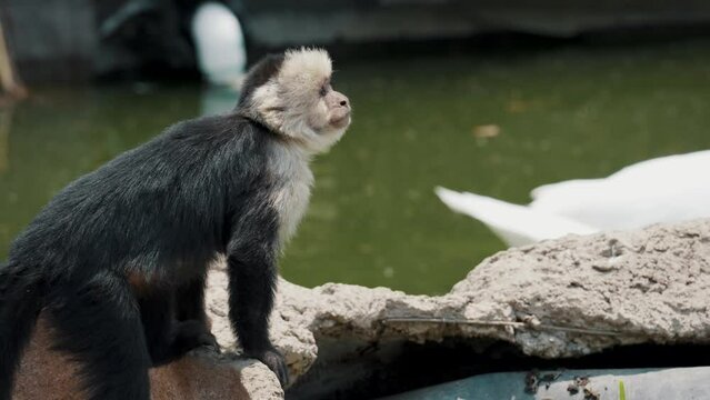 Sad Looking Capuchin Monkey Sitting On A Rock Next To A Pond Looking At Its Side And Walking Away.