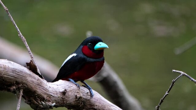 Close up facing the camera while looking around, Black-and-red Broadbill, Cymbirhynchus macrorhynchos, Kaeng Krachan National Park, Thailand.