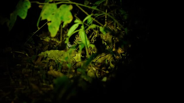 Seen from its back but the head is also visible as it is eating something in the dark, Leopard Cat, Prionailurus bengalensis, Thailand.