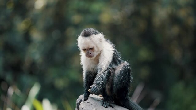 Cute Capuchin Monkey Scratching Its Arm With Feet Isolated Against Blurry Nature Background At The Zoo. - Medium Shot
