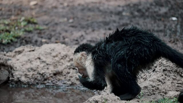 Thirsty Capuchin Monkey Drinking Water From The Pond.
