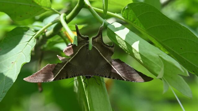 Seen resting within a plant during a hot day in the jungle, Tropical Swallowtail Moth Lyssa zampa, Khao Yai National Park, Thailand.