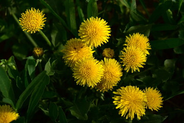 top view of dandelions in early spring morning