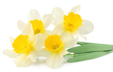 Fototapeta na wymiar Narcissus isolated on white background