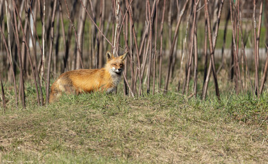 Fox looking around his den