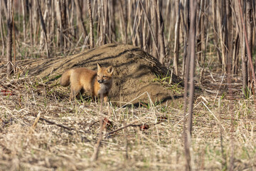 Fox looking around his den