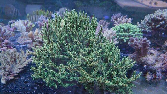 corals and green anemones in an aquarium with beautiful striped fish in the background