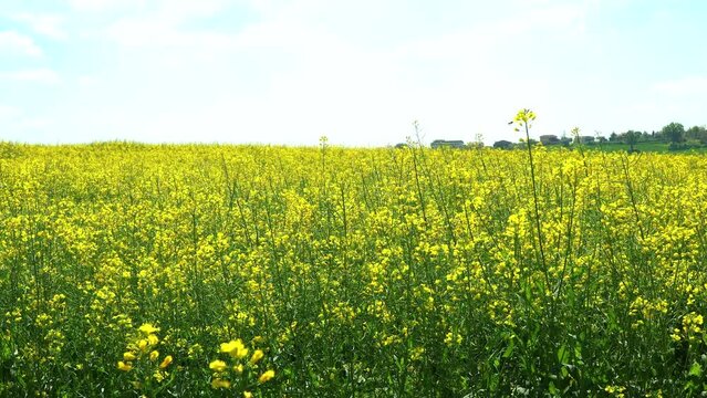 Rapeseed blooming yellow field with sunny clear sky, static shot of spring nature environment