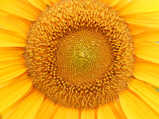 Nahaufnahme einer komplett gelben Sonnenblumen Blüte als Vollbild